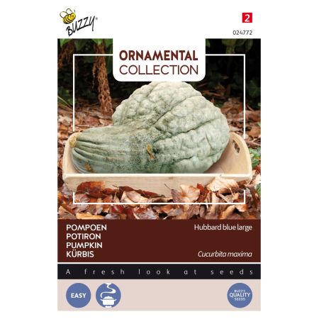 Blue Hubbard (Blue Hubbard Squash) - Buzzy Ornamental, Pompoen Hubbard Large Blue