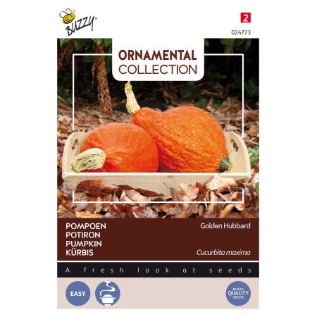Golden Hubbard Squash - Buzzy Ornamental, Pompoen Golden Hubbard