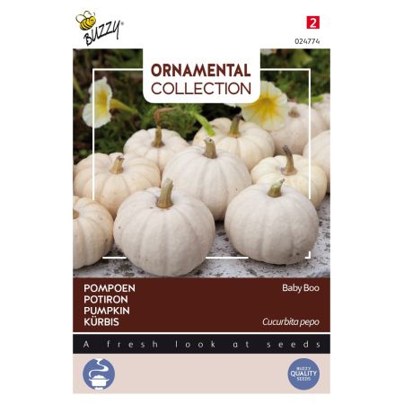Baby Boo Pumpkin (White Miniature Pumpkin) - Buzzy Ornamental, Pompoen Baby Boo