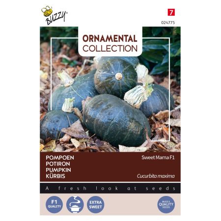 Ornamental Pumpkin (Pumpkin) - Buzzy Ornamental, Pompoen Sweet Mama F1