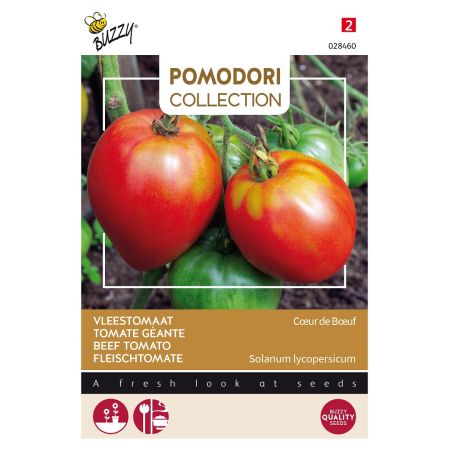 Oxheart (Beefsteak) Tomato - Buzzy Pomodori, Vleestomaat Cœur de Bœuf