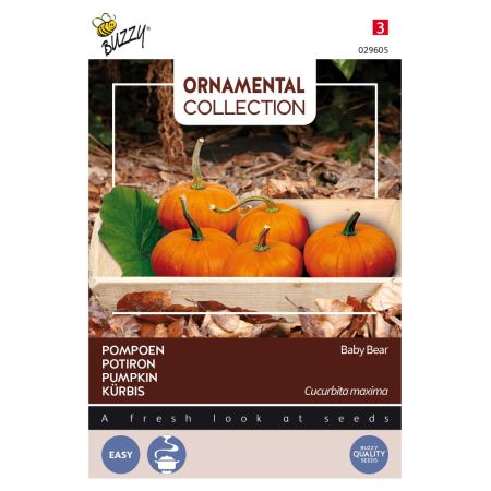 Ornamental Pumpkin 'Baby Bear' - Buzzy Ornamental Pompoen Baby Bear