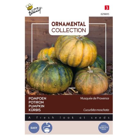 Ornamental Courgette (Musquée De Provence) - Buzzy Ornamental Courgette Musque De Provence