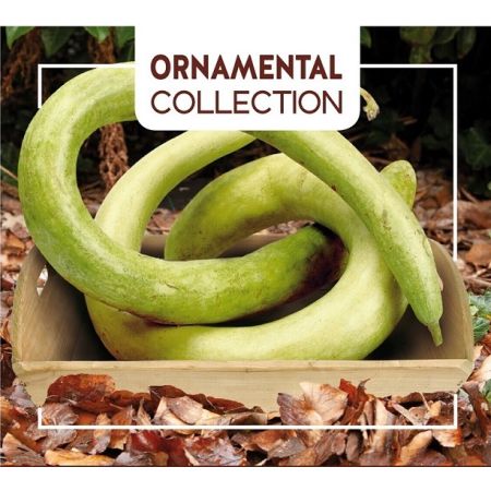 Italian Snake Gourd - Buzzy Ornamental Gourd Italian Snake
