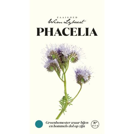 Lacy Phacelia (Common Name: Phacelia; Also Called Scorpionweed) - Phacelia - Wim Lybaert Zaaigoed