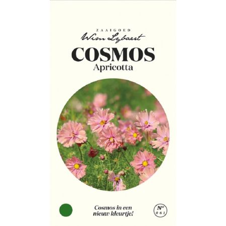 Garden Cosmos (Cosmos 'Apricotta') - Commonly Called Apricot Cosmos. - Cosmos Apricotta - Wim Lybaert Zaaigoed