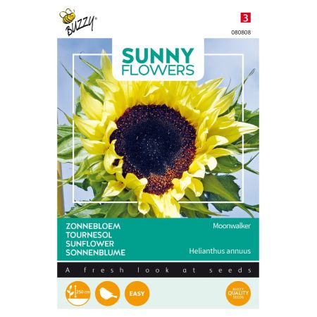 Sunflower - Buzzy Sunny Flowers, Zonnebloem Moonwalker