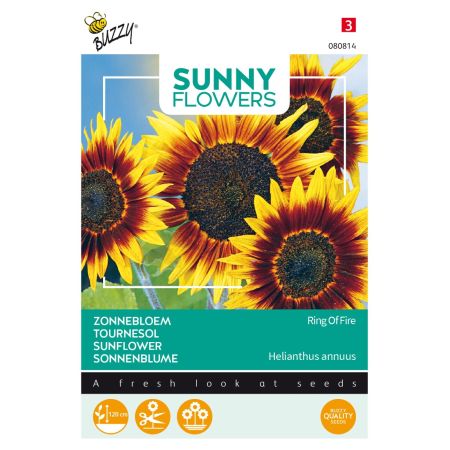 Common Sunflower (Sunflower - Cultivar 'Ring Of Fire') - Buzzy Sunny Flowers, Zonnebloem Ring of Fire