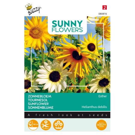 Sunflower - Buzzy Sunny Flowers, Zonnebloem Esther