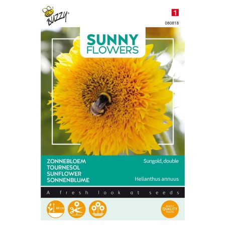 Sungold Dwarf Sunflower (Double‑Flowered) - Buzzy Sunny Flowers, lage Zonnebloem Sungold dubbelbloemig