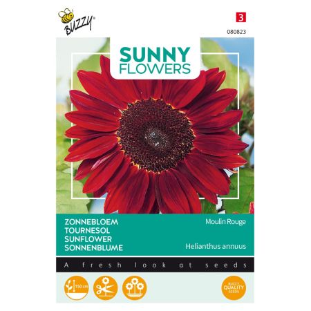 Sunflower - Buzzy Sunny Flowers, Zonnebloem Moulin Rouge