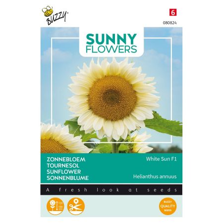 White Sunflower (Sunflower) - Buzzy Sunny Flowers, Zonnebloem White Sun F1