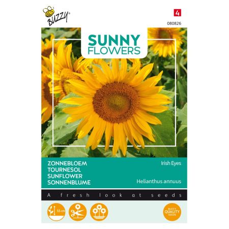 African Daisy (Cape Daisy) - Buzzy Sunny Flowers, Zonnebloem Irish Eyes