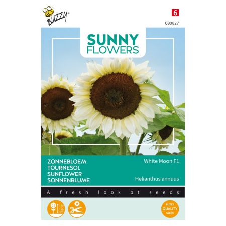 White Sunflower (Dwarf/Ornamental Sunflower) - Buzzy Sunny Flowers, Zonnebloem White Moon F1