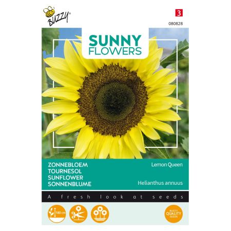 Sunflower - Buzzy Sunny Flowers, Zonnebloem Lemon Queen