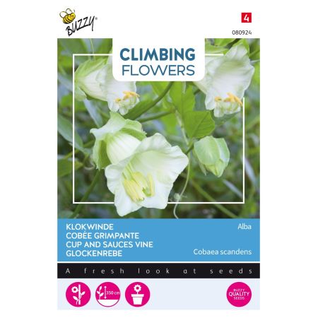 White Cup-And-Saucer Vine - Buzzy Climbing Flowers, Cobaea Alba Wit