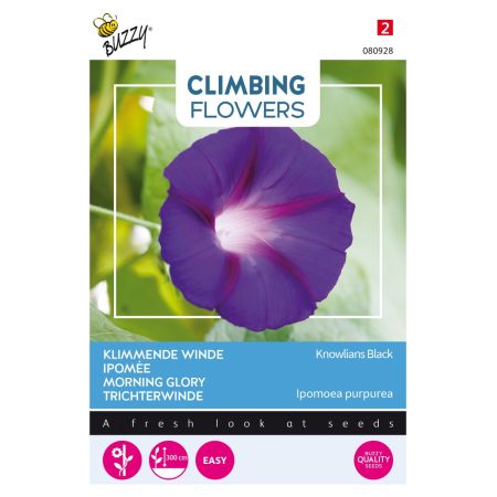 Morning Glory - Buzzy Climbing Flowers, Ipomoea Knowlians Black