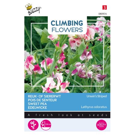 Sweet Pea - Buzzy Climbing Flowers, Lathyrus Unwin's Striped