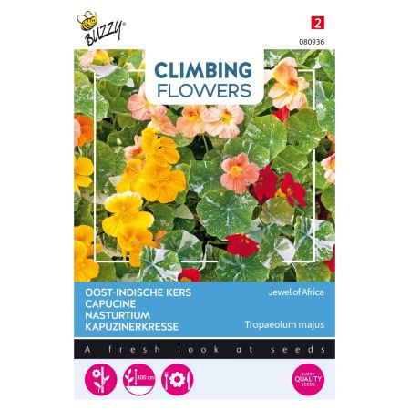 Climbing Nasturtium (Nasturtium) - Buzzy Climbing Flowers, Tropaeolum Jewel of Africa