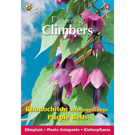 Purple Bell Vine (Also Called Purple Bells) - Buzzy Climbing Flowers, Rhodochiton, Purple Bells