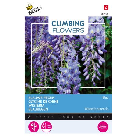 Wisteria - Buzzy Climbing Flowers, Wisteria, Blauwe regen