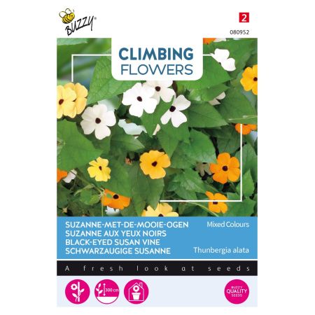 Black-Eyed Susan Vine - Buzzy Climbing Flowers Thunbergia, Suzanne-met-mooie-ogen