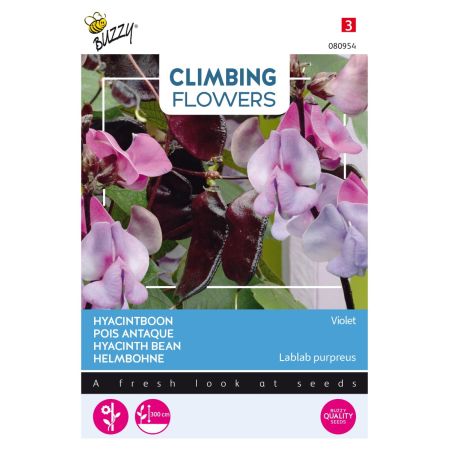 Hyacinth Bean (Also Called Lablab Bean) - Buzzy Climbing Flowers, Dolichos lablab, Hyacinthboon