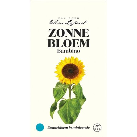 Sunflower (Dwarf Sunflower 'Bambino') - Zonnebloem Bambino - Wim Lybaert Zaaigoed