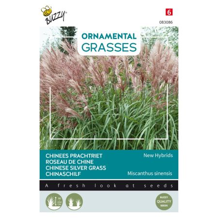 Chinese Silver Grass (Miscanthus; Also Called Eulalia Or Maiden Grass) - Buzzy Ornamental Grasses Chinees prachtriet 'New Hybrids'