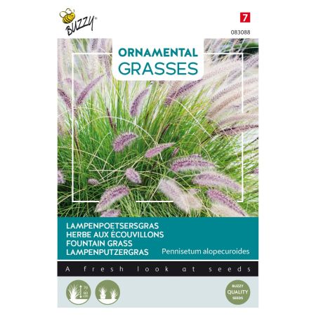 Fountain Grass (Bottlebrush Grass) - Buzzy Ornamental Grasses, Lampenpoetsersgras