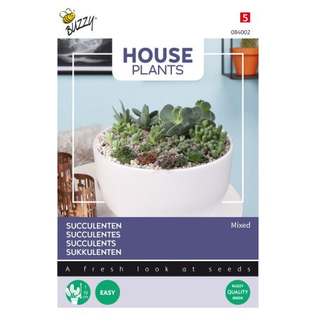 Mixed Succulents - Buzzy House Plants Mixed Succulents, vetplanten