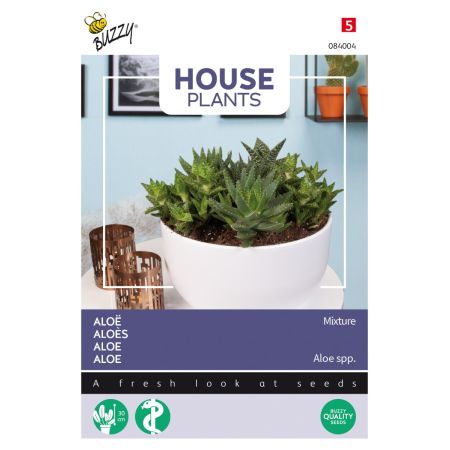 Aloe (Mixed Species) - Buzzy House Plants Aloë gemengde soorten