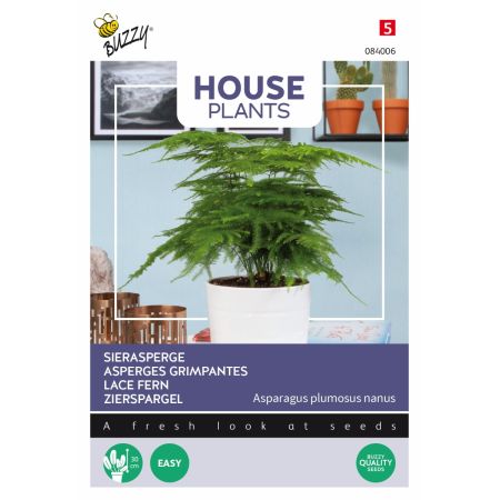Asparagus Fern (Sprengeri Fern) - Buzzy House Plants Asparagus, Sierasperge