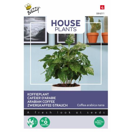 Arabica Coffee (Coffee Plant) - Buzzy House Plants Coffea Arabica, Koffieplant