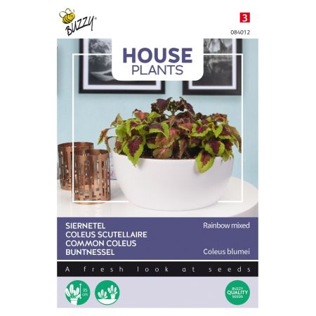 Coleus (Painted Nettle) - Buzzy House Plants Coleus, Siernetel Rainbow mix