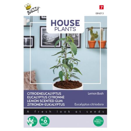 Lemon-Scented Eucalyptus (Lemon Eucalyptus) - Buzzy House Plants Eucalypthus, Lemon Bush