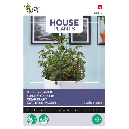 Cigar Plant (Also Called Firecracker Plant) - Buzzy House Plants Cuphea, Luciferplantje