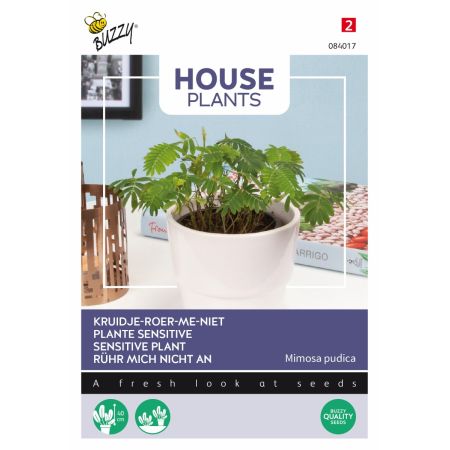 Sensitive Plant (Touch-Me-Not) - Buzzy House Plants Mimosa pudica, Kruidje roer me niet
