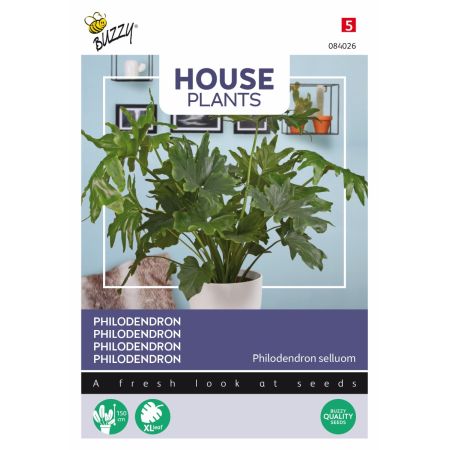 Tree Philodendron - Buzzy House Plants Philodendron Selluom