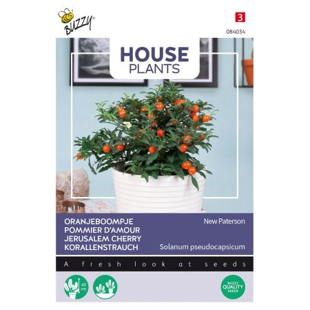 Jerusalem Cherry - Buzzy House Plants Solanum, Oranjeboompje Jubilee