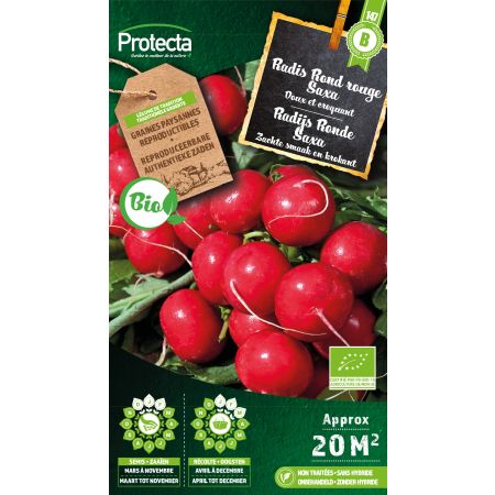 Radish round red Saxa BIO - Protecta seeds bäuerl