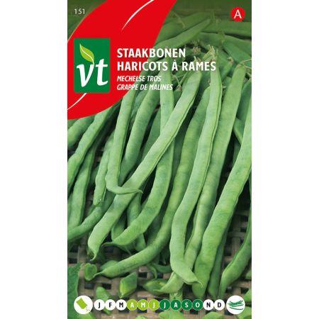 Pole Bean (Cultivar 'Mechelse Tros' / Mechelen Cluster) - Boon Staakboon Mechelse Tros