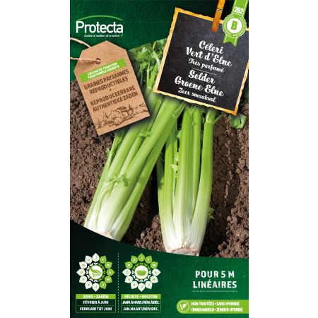 Green celery from Elne- Protecta seeds farmerl