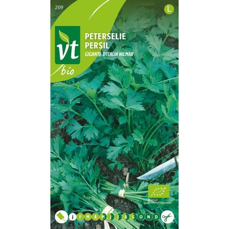 Italian Giant Parsley (Giant Of Italy Parsley) - Peterselie Gigante d'Italia Hilmar