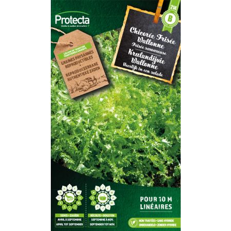 Chicory curly Wallonia- Protecta farm saved seeds