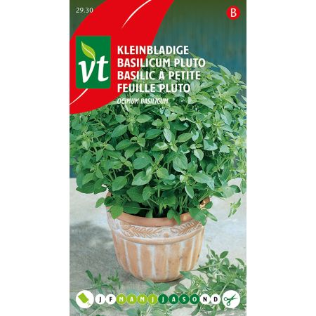 Small-Leaved Basil 'Pluto' (Pluto Basil) - Basilicum Kleinbladige Pluto