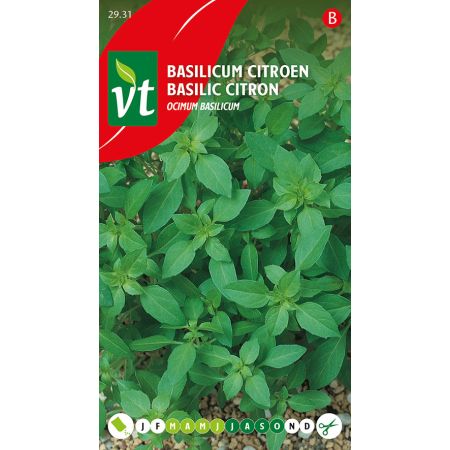 Lemon Basil - Basilicum Citroen