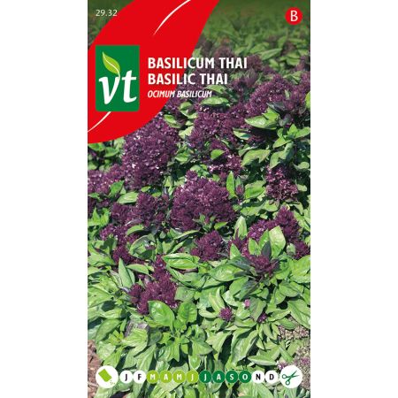 Thai Basil - Basilicum Thai