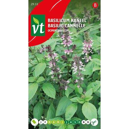 Cinnamon Basil - Basilicum Kaneel