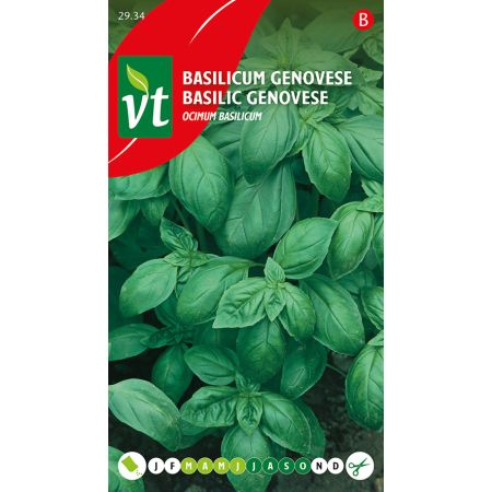 Genovese Basil (Genovese Sweet Basil) - Basilicum Genovese